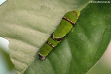 Raupe des Karierten Schwalbenschwanzes (Papilio demoleus) im Jardin des Papillons, Grevenmacher, Luxemburg