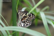 Karierter Schwalbenschwanz (Papilio demoleus) im Jardin des Papillons, Grevenmacher, Luxemburg