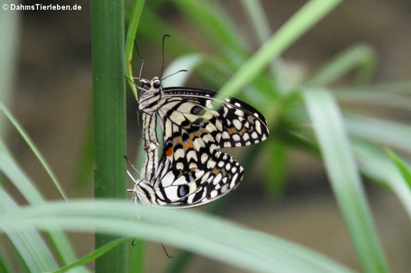 Karierte Schwalbenschwänze (Papilio demoleus)