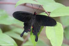 Papilio helenus im Schmetterlingsgarten Grevenmacher, Luxemburg