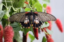 Großer Mormon (Papilio memnon) im Schmetterlingsgarten Grevenmacher, Luxemburg