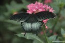 Papilio memnon (männlich)