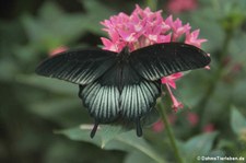 Großer Mormon (Papilio memnon) im Schmetterlingsgarten Grevenmacher, Luxemburg