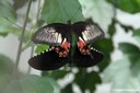 Papilio polytes