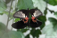Kleiner Mormon (Papilio polytes) im Schmetterlingsgarten Grevenmacher, Luxemburg
