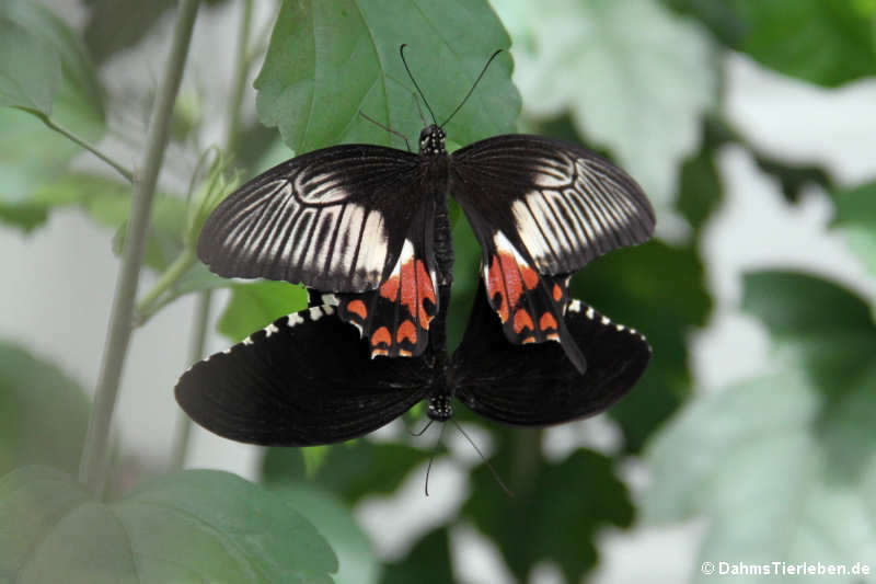 Kleiner Mormon (Papilio polytes)