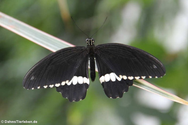 Papilio polytes