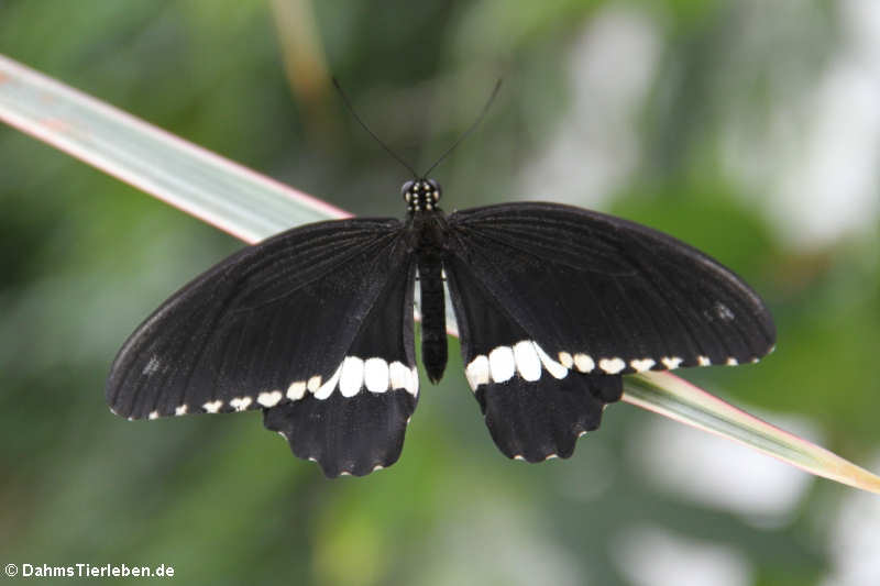 männlicher Kleiner Mormon (Papilio polytes) 