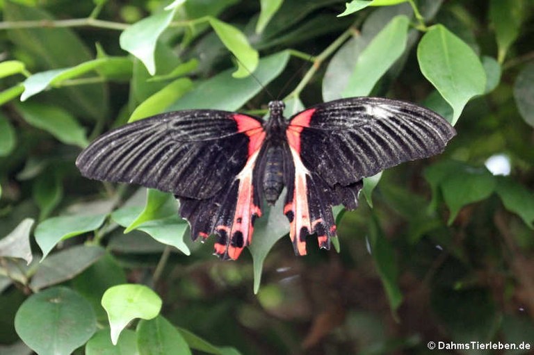 Papilio rumanzovia