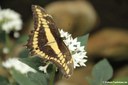 Papilio thoas