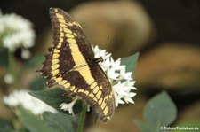 Königs-Schwalbenschwanz (Papilio thoas) im Schmetterlingsgarten Grevenmacher, Luxemburg