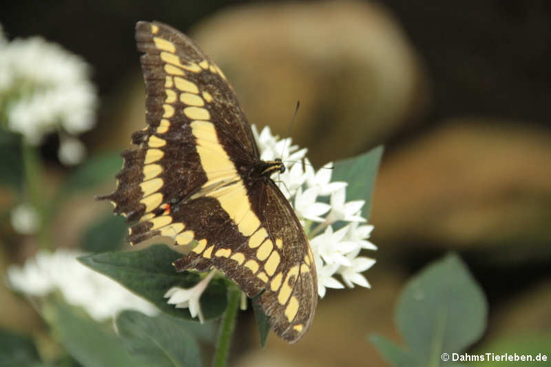 Königs-Schwalbenschwanz (Papilio thoas)