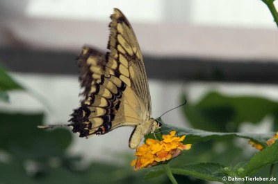 Königs-Schwalbenschwanz (Papilio thoas)