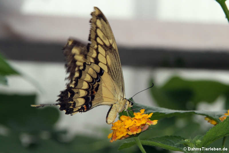 Königs-Schwalbenschwanz (Papilio thoas)