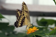 Königs-Schwalbenschwanz (Papilio thoas) im Schmetterlingsgarten Grevenmacher, Luxemburg