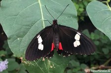 Rotes Herz (Parides iphidamas) im Schmetterlingsgarten Grevenmacher, Luxemburg