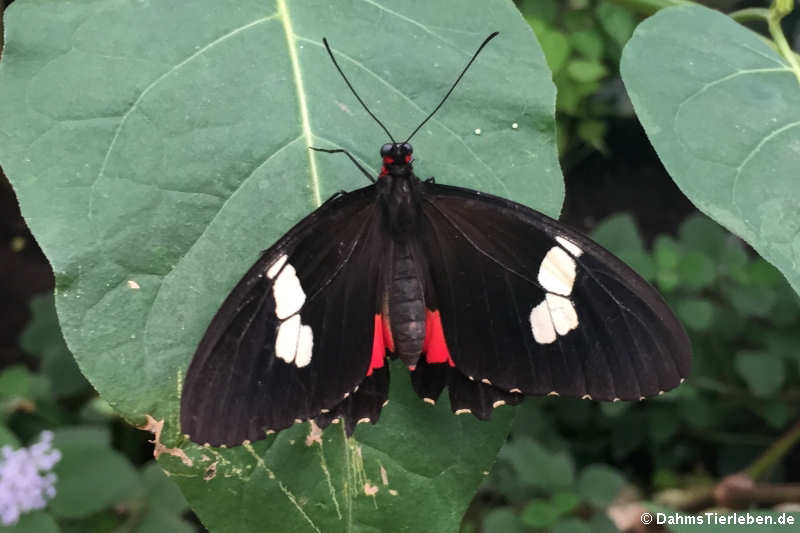 Parides iphidamas