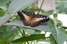 Blauer Segler (Parthenos sylvia) im Schmetterlingsgarten Grevenmacher, Luxemburg