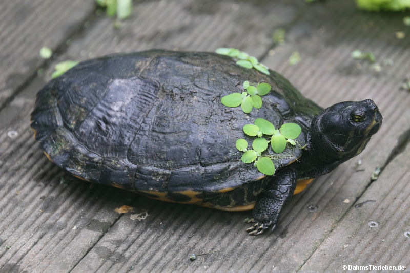 Florida-Rotbauchschmuckschildkröte
(Pseudemys nelsoni) Pseudemys nelsoni