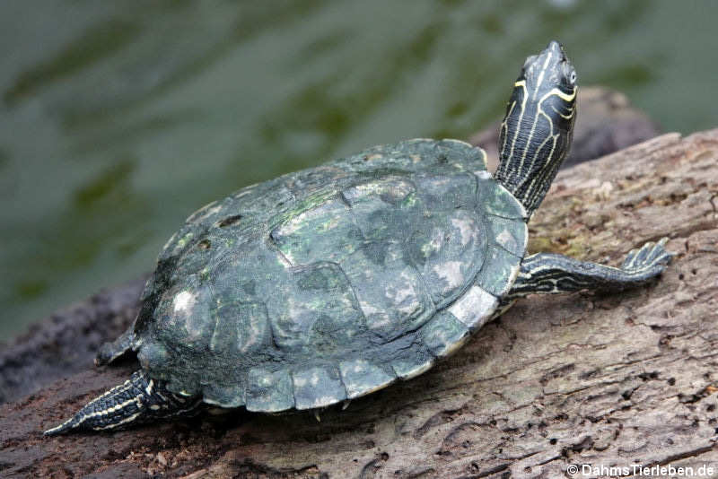 Gelbwangen-Schmuckschildkröte (Trachemys scripta scripta)