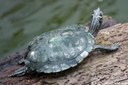 Trachemys scripta scripta