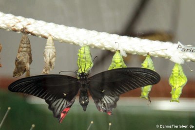 Parides iphidamas im Schlupfkasten