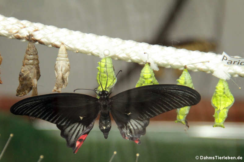 Parides iphidamas im Schlupfkasten