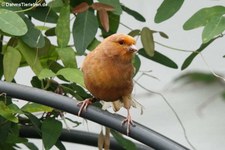 Kanarienvogel (Serinus canaria f. domestica) im Jardin des Papillons, Grevenmacher, Luxembourg