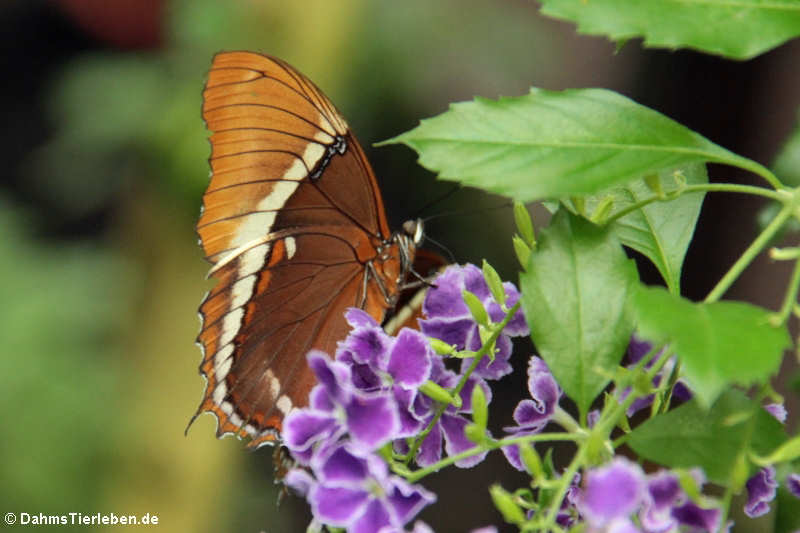 Siproeta epaphus