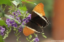 Schokoladenfalter (Siproeta epaphus) im Schmetterlingsgarten Grevenmacher, Luxemburg