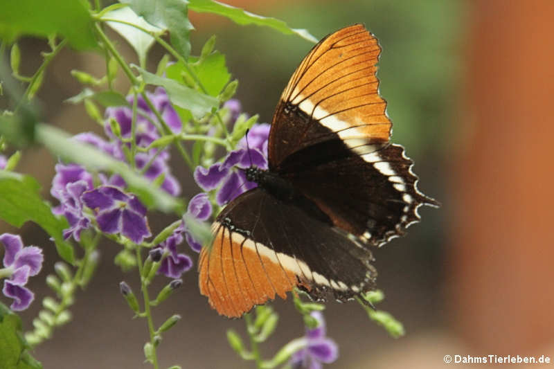 Schokoladenfalter (Siproeta epaphus)