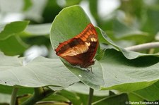 Schokoladenfalter (Siproeta epaphus) im Schmetterlingsgarten Grevenmacher, Luxemburg