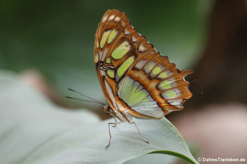 Malachitfalter (Siproeta stelenes)