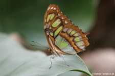 Malachitfalter (Siproeta stelenes) im Schmetterlingsgarten Grevenmacher, Luxemburg