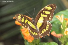 Malachitfalter (Siproeta stelenes) im Schmetterlingsgarten Grevenmacher, Luxemburg