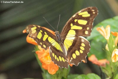 Malachitfalter (Siproeta stelenes)
