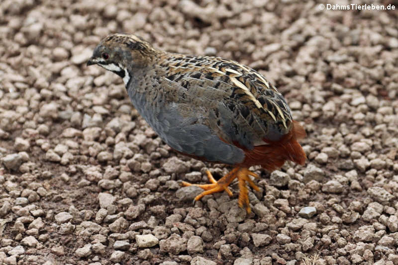 Zwergwachtel (Synoicus chinensis)