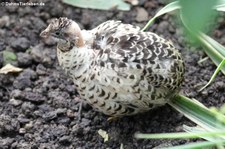 Zwergwachtel (Synoicus chinensis) im Jardin des Papillons, Grevenmacher, Luxembourg