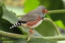 Zebrafink (Taeniopygia guttata) im Schmetterlingsgarten Grevenmacher, Luxemburg