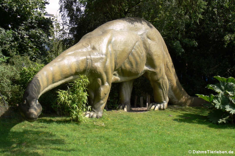 Apatosaurus