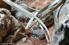 Todesotter (Acanthophis antarcticus) im Hamburger Tierpark Hagenbeck