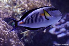 Rotmeer-Doktorfisch (Acanthurus sohal) im Hamburger Tierpark Hagenbeck