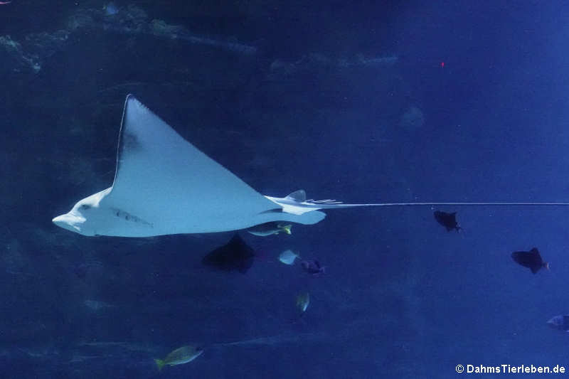 Gefleckter Adlerrochen Aetobatus ocellatus-2