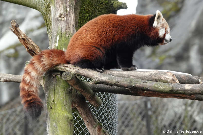 Westlicher Kleiner Panda (Ailurus fulgens)