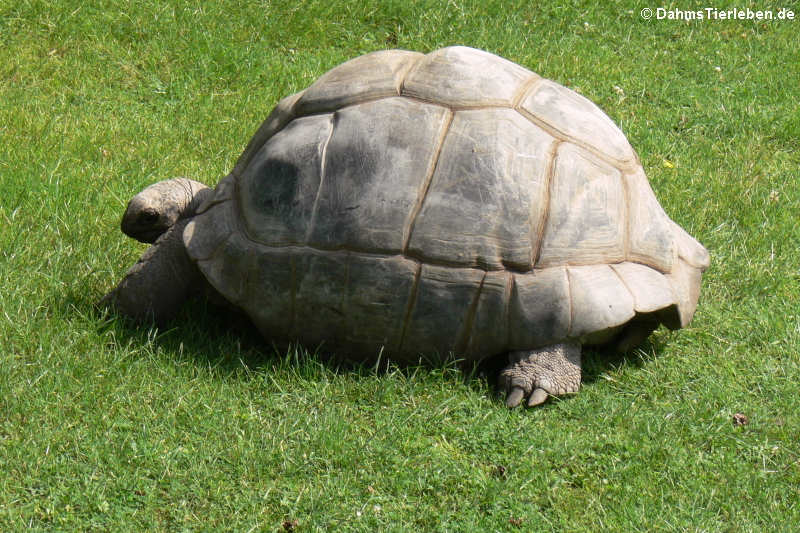 Aldabrachelys gigantea