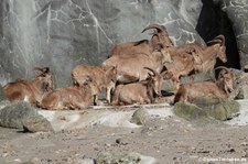 Mähnenspringer (Ammotragus lervia) im Tierpark Hagenbeck, Hamburg