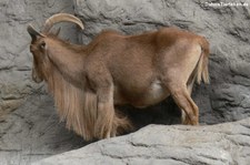 Mähnenspringer (Ammotragus lervia) im Tierpark Hagenbeck, Hamburg