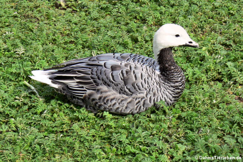 Kaisergans (Anser canagicus)