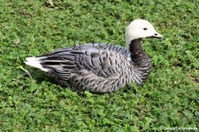 Kaisergans (Anser canagicus) im Tierpark Hagenbeck, Hamburg