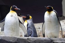 Königspinguine (Aptenodytes patagonicus) im Hamburger Tierpark Hagenbeck